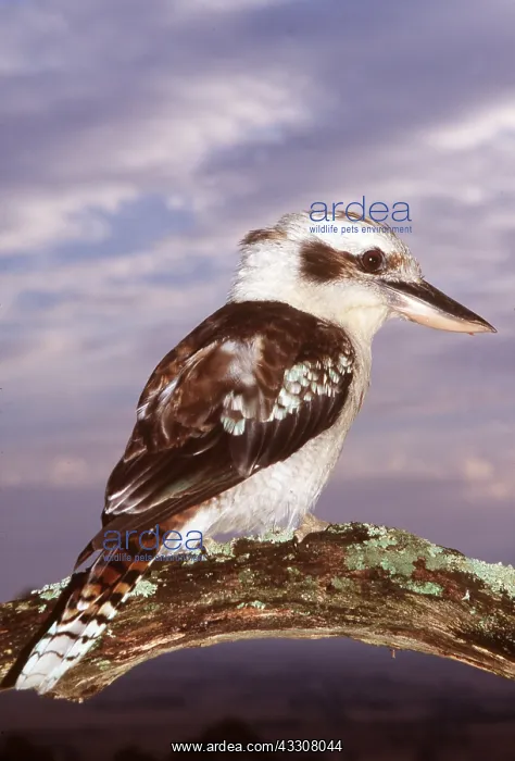 : LAUGHING KOOKABURRA - close-up, perched on branch : LAUGHING KOOKABURRA - close-up, perched on branch