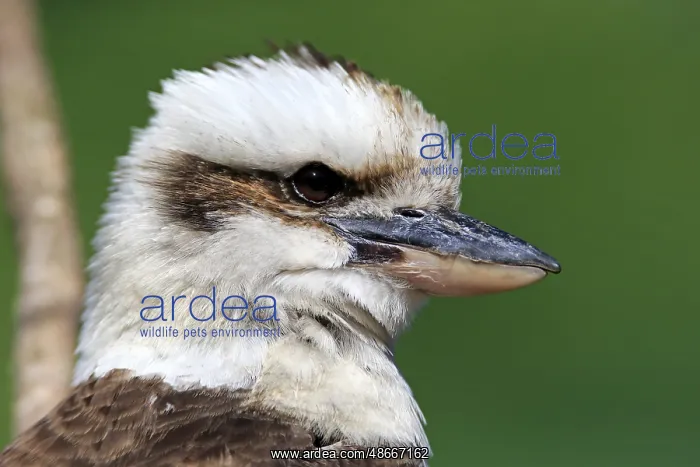 : Laughing Kookaburra (Dacelo gigas), adult, Australia : Laughing Kookaburra (Dacelo gigas), adult, Australia