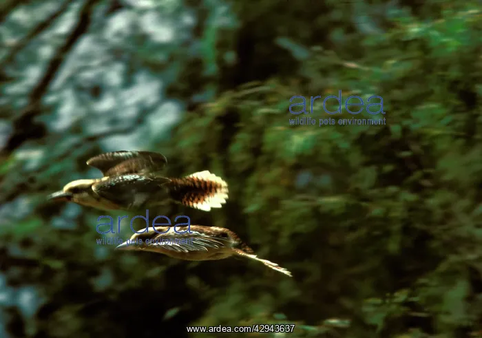 : Laughing kookaburra (Dacelo novaeguineae) two in : Laughing kookaburra (Dacelo novaeguineae) two in