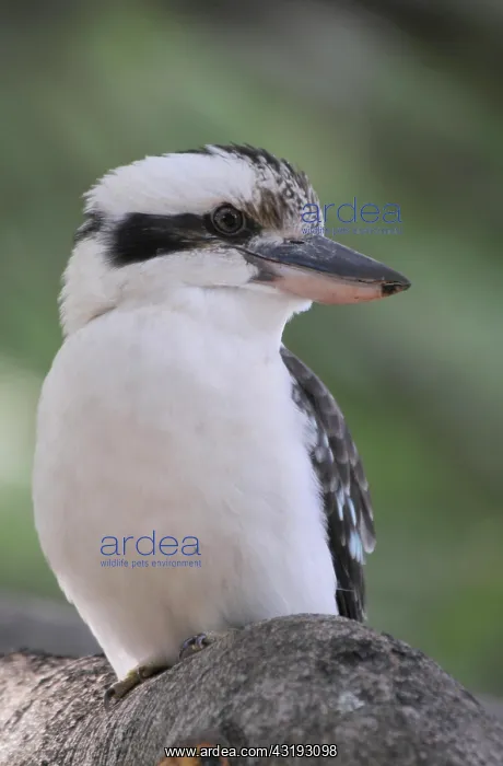 : Laughing kookaburra (Dacelo novaeguineae), Hunter's : Laughing kookaburra (Dacelo novaeguineae), Hunter's