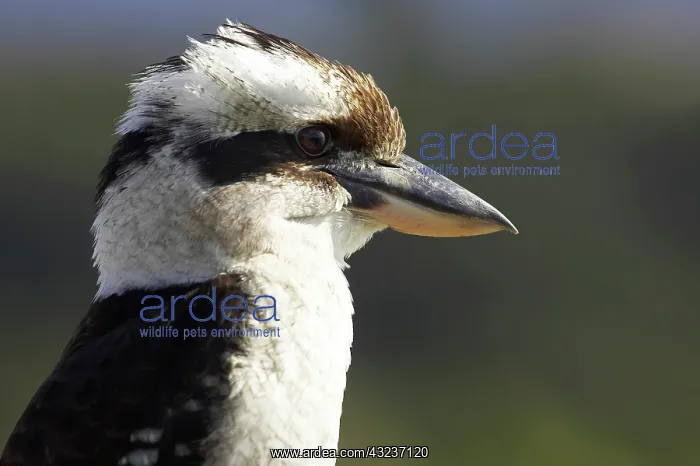 : Laughing Kookaburra ( Dacelo novaeguineae : Laughing Kookaburra ( Dacelo novaeguineae