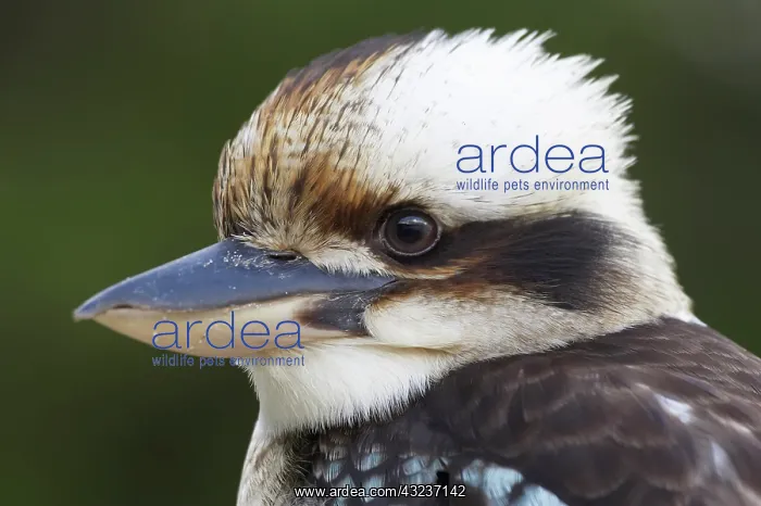 : Laughing Kookaburra (Dacelo novaeguineae : Laughing Kookaburra (Dacelo novaeguineae