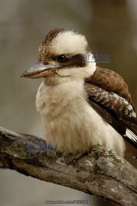 : Laughing kookaburra (Dacelo novaeguineae) : Laughing kookaburra (Dacelo novaeguineae)