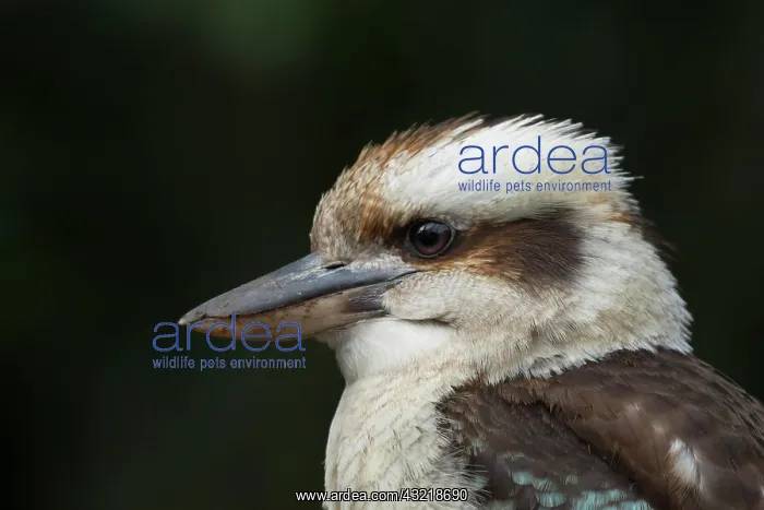 : Laughing kookaburra (Dacelo novaeguineae) adult : Laughing kookaburra (Dacelo novaeguineae) adult