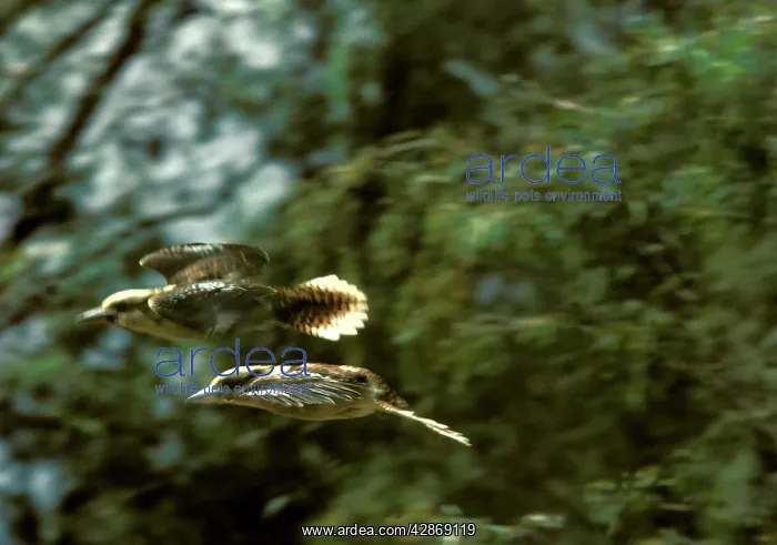: Laughing Kookaburra - Two in flight : Laughing Kookaburra - Two in flight
