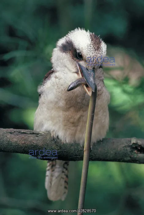 : Laughing Kookaburra - with legless lizard in mouth : Laughing Kookaburra - with legless lizard in mouth