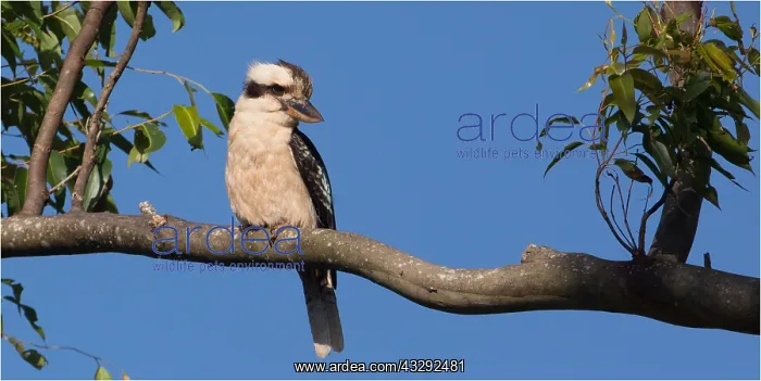 : Laughing Kookaburra - Perched in a eucalypt - along : Laughing Kookaburra - Perched in a eucalypt - along