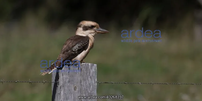 : Laughing Kookaburra - Sitting on a post - Atherton : Laughing Kookaburra - Sitting on a post - Atherton