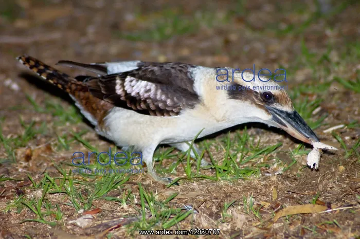 : Laughing Kookaburra taking food on ground : Laughing Kookaburra taking food on ground