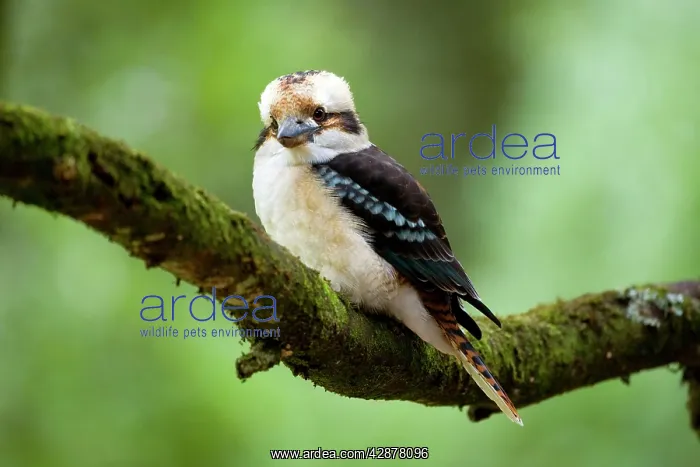  : Laughing Kookaburra - front view of an adult Laughing