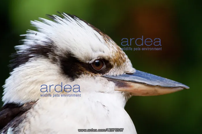 : Laughing Kookaburra - side view portrait of an adult : Laughing Kookaburra - side view portrait of an adult