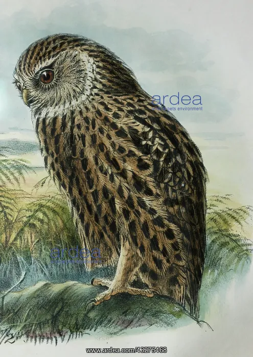 : Laughing Owl, New Zealand. Lithograph by J G Keulemans : Laughing Owl, New Zealand. Lithograph by J G Keulemans