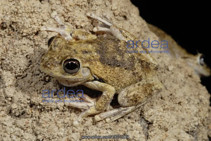 : Laughing Treefrog : Laughing Treefrog