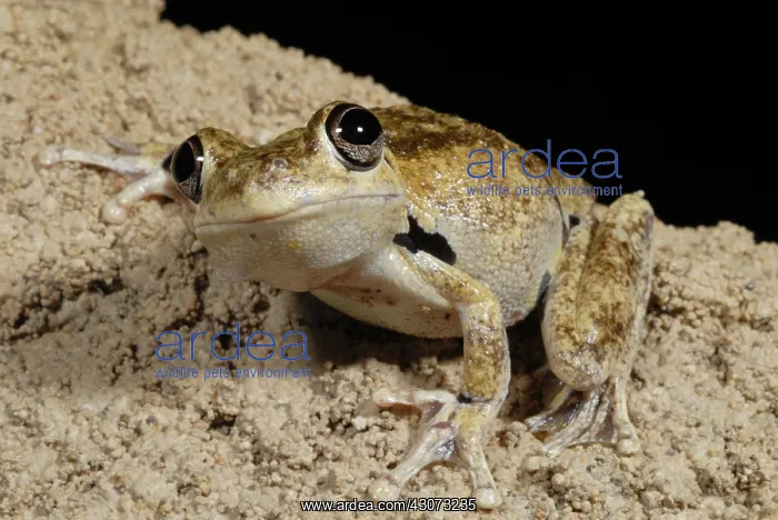 : Laughing Treefrog : Laughing Treefrog