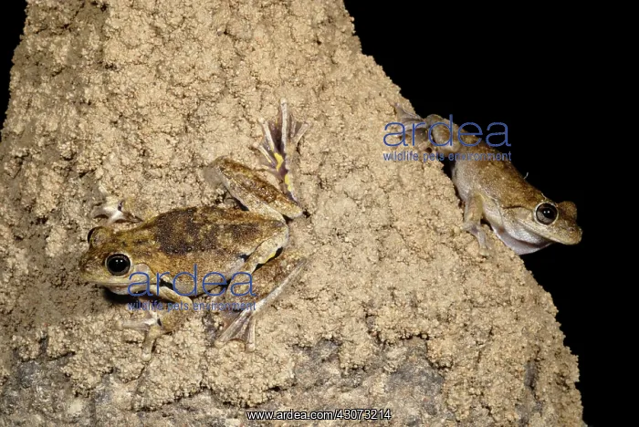 : Laughing Treefrogs : Laughing Treefrogs