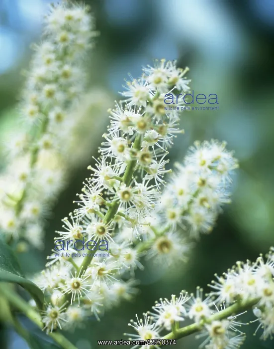 : Laurel, Prunus laurocerasus : Laurel, Prunus laurocerasus
