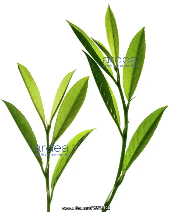 : Laurel, Prunus laurocerasus : Laurel, Prunus laurocerasus