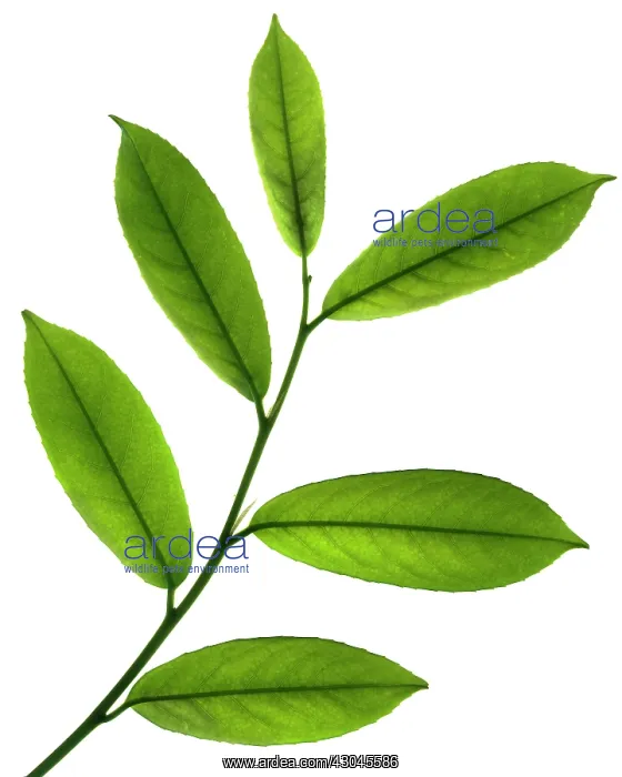 : Laurel, Prunus laurocerasus : Laurel, Prunus laurocerasus