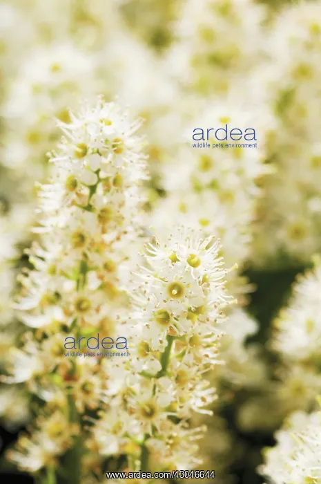 : Laurel, Prunus laurocerasus : Laurel, Prunus laurocerasus