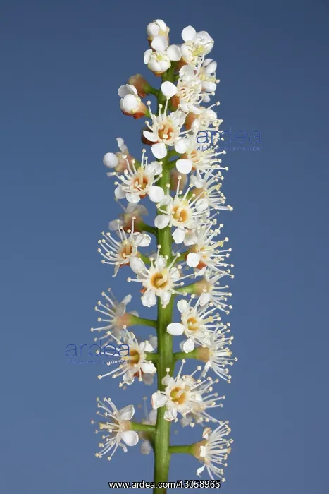 : Laurel, Prunus laurocerasus : Laurel, Prunus laurocerasus