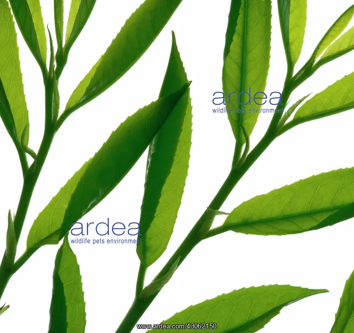 : Laurel, Prunus laurocerasus : Laurel, Prunus laurocerasus