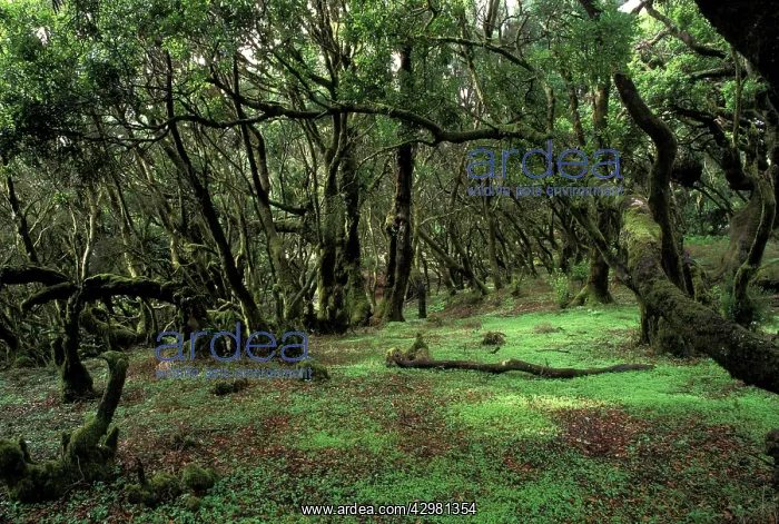 : Laurel Forest : Laurel Forest