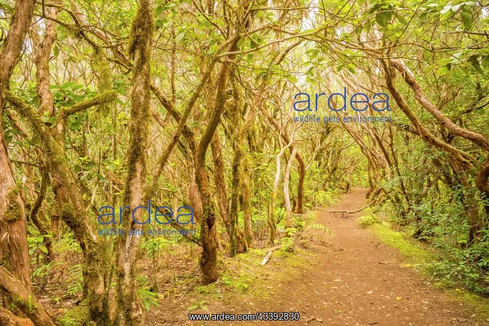 : Laurel forest, cloud forest, Anaga Mountains, Tenerife : Laurel forest, cloud forest, Anaga Mountains, Tenerife