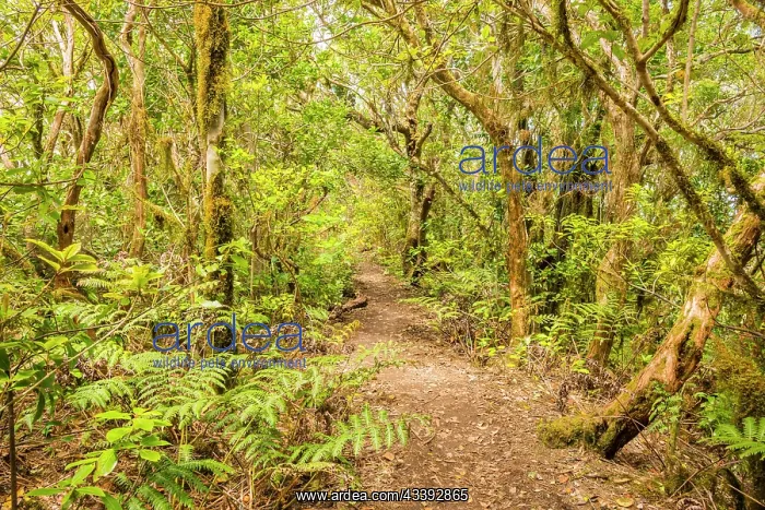 : Laurel forest, cloud forest, Anaga Mountains, Tenerife : Laurel forest, cloud forest, Anaga Mountains, Tenerife