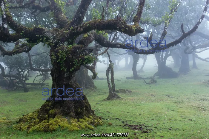  : Laurel Tree