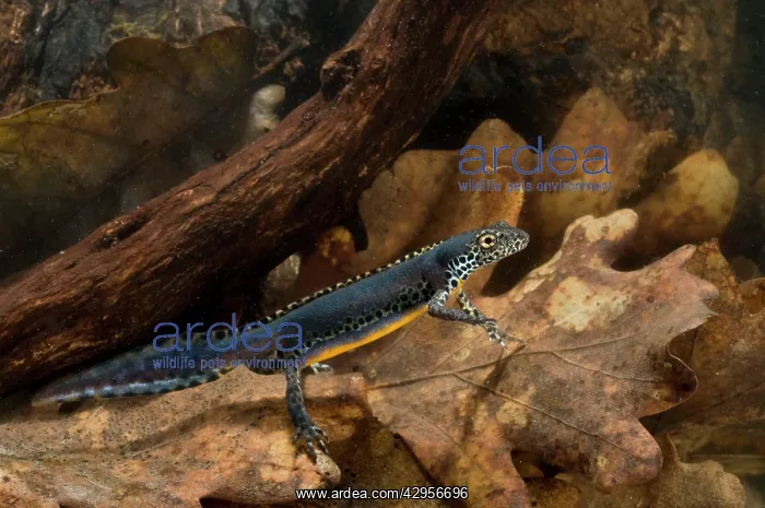: Laurenti's Alpine Newt - breeding male : Laurenti's Alpine Newt - breeding male