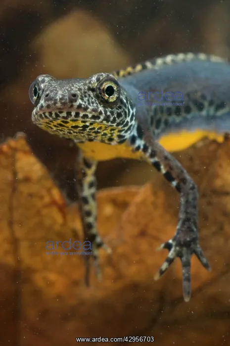  : Laurenti's Alpine Newt - breeding male