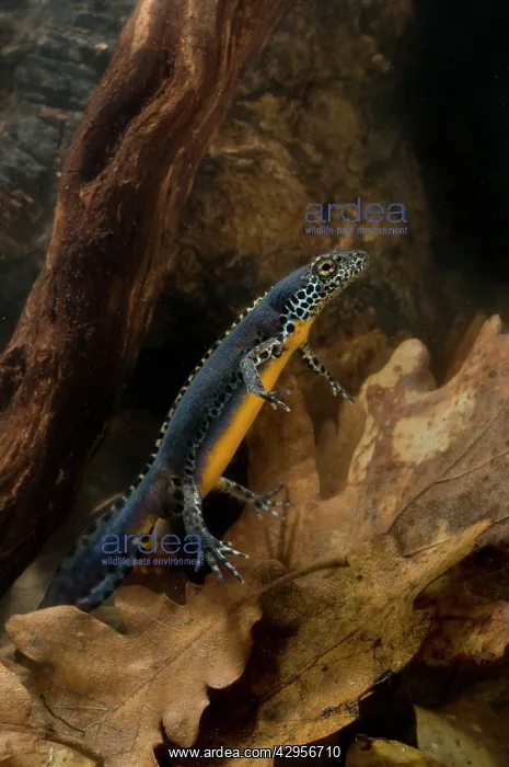 : Laurenti's Alpine Newt - breeding male : Laurenti's Alpine Newt - breeding male