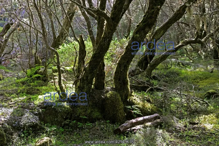 : The Laurisilva Woods at La Gomera, Canary Is : The Laurisilva Woods at La Gomera, Canary Is