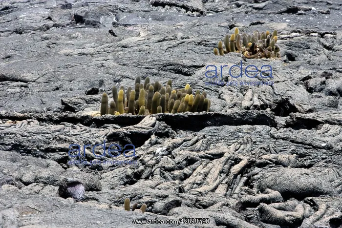 : Lava cactus : Lava cactus