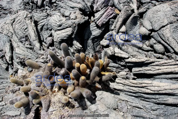 : Lava cactus : Lava cactus