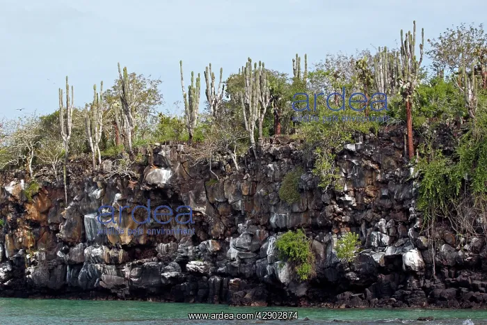 : Lava and cactus on the island of Santa Cruz : Lava and cactus on the island of Santa Cruz