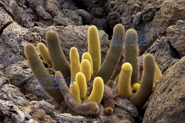 : Lava cactus - on lava : Lava cactus - on lava