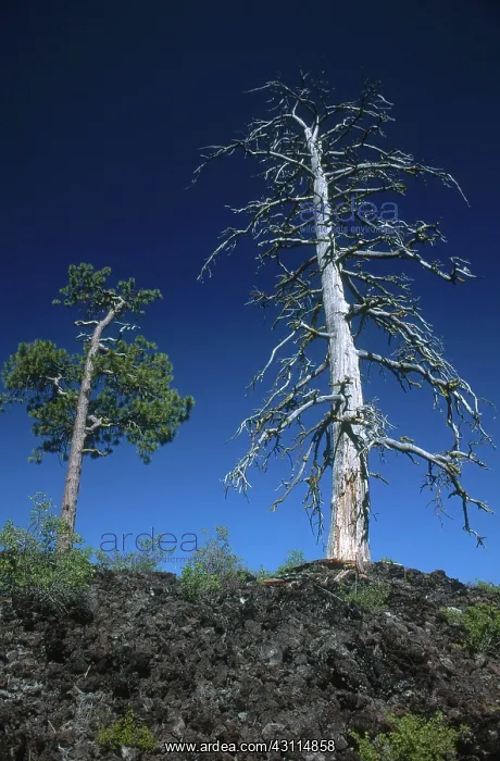 : Lava Cast Forest, Oregon : Lava Cast Forest, Oregon