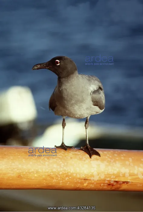 : LAVA / Dusky GULL : LAVA / Dusky GULL