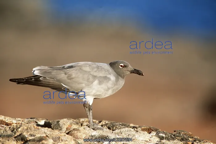 : LAVA / Dusky GULL : LAVA / Dusky GULL