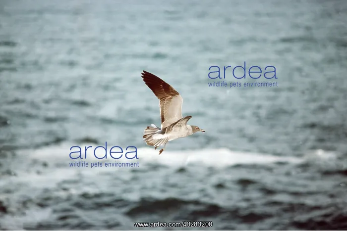 : LAVA / Dusky GULL - in flight : LAVA / Dusky GULL - in flight
