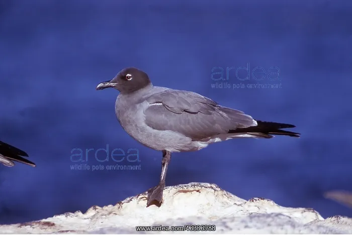 : LAVA / Dusky GULL - on rock, endemic : LAVA / Dusky GULL - on rock, endemic