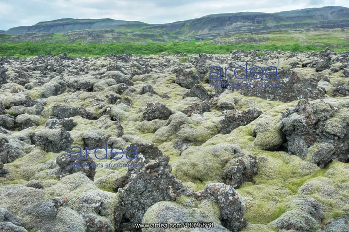 : Lava Field - covered with Moss : Lava Field - covered with Moss