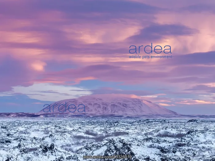 : Lava field Dimmuborgir during winter near Myvatn : Lava field Dimmuborgir during winter near Myvatn