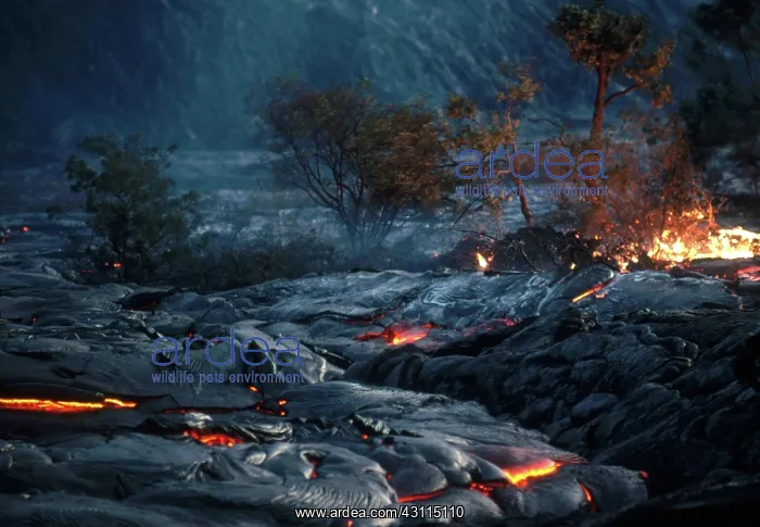 : Lava Flow in Forest, Kilauea, Hawaii : Lava Flow in Forest, Kilauea, Hawaii