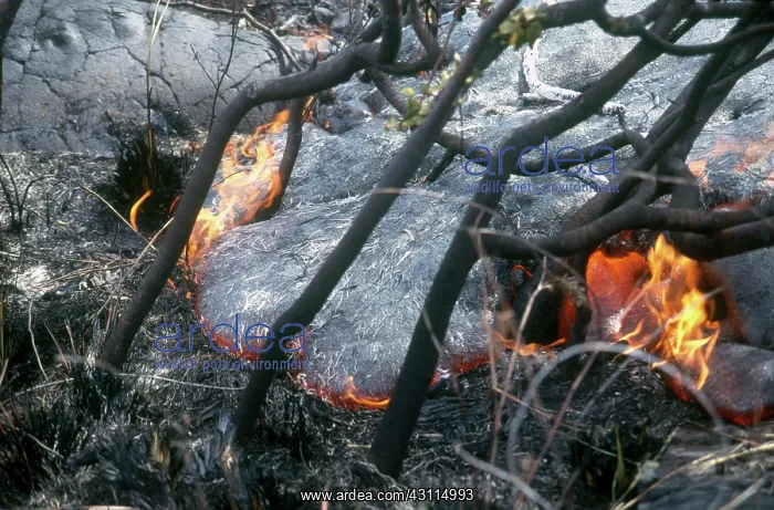 : Lava Flow, Hawaii : Lava Flow, Hawaii
