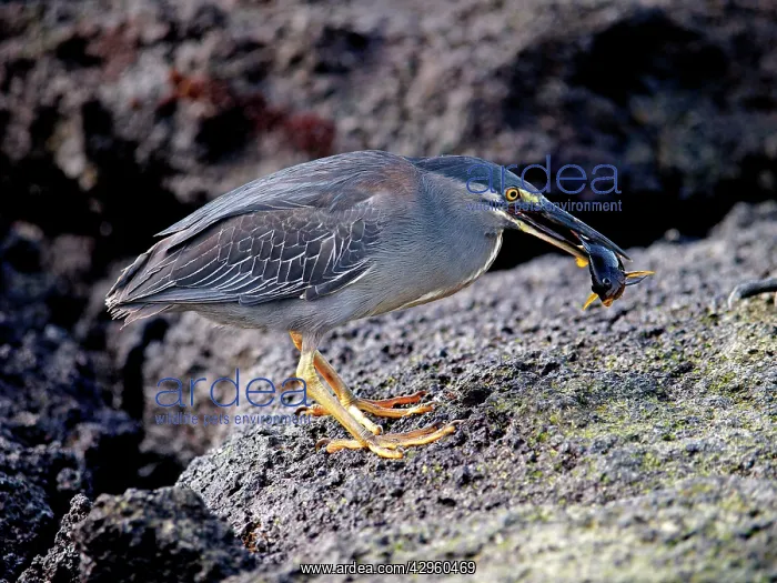 : Lava / Galapagos Heron - with fish in beak : Lava / Galapagos Heron - with fish in beak