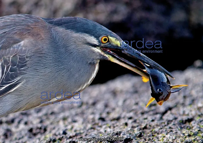 : Lava / Galapagos Heron - with fish in beak : Lava / Galapagos Heron - with fish in beak