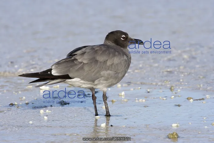 : Lava Gull (Larus fuliginosus). Genovesa Island : Lava Gull (Larus fuliginosus). Genovesa Island