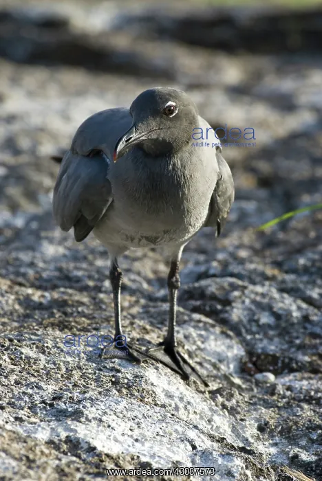  : Lava gull (Leucophaeus fulginosus) on Genovesa Island